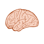 brain